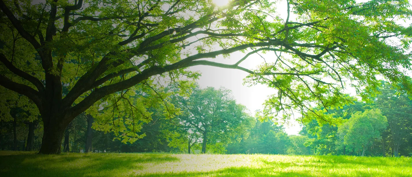 Southeastern Tree Service HERO 1