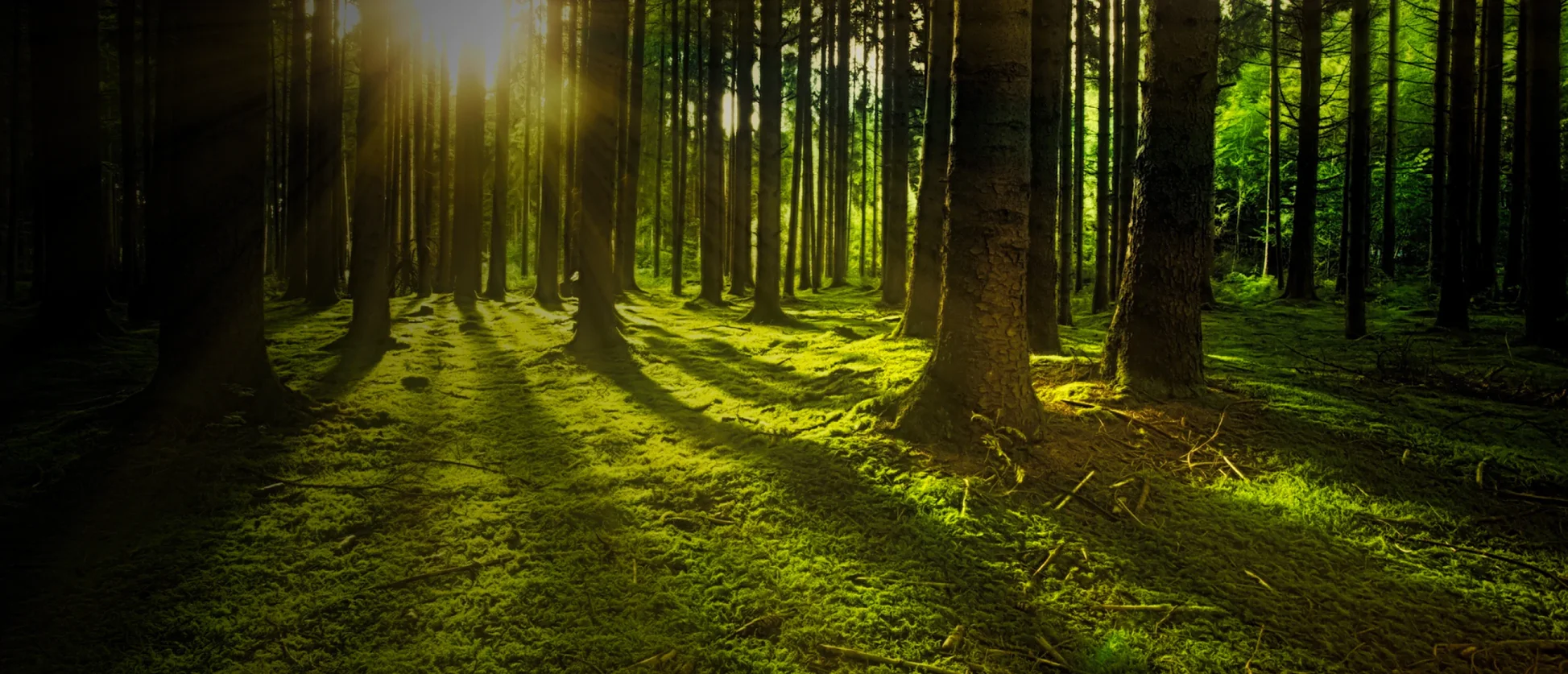 Southeastern Tree Service HERO 2