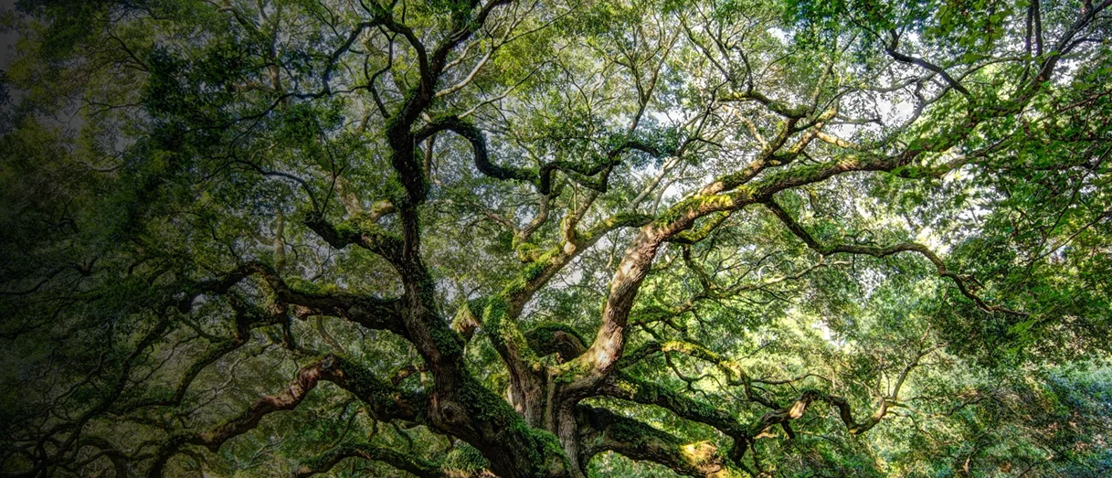 Southeastern Tree Service HERO 3