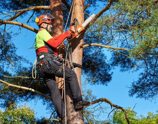 Southeastern Tree Service b