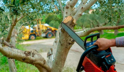 Tree Pruning Services