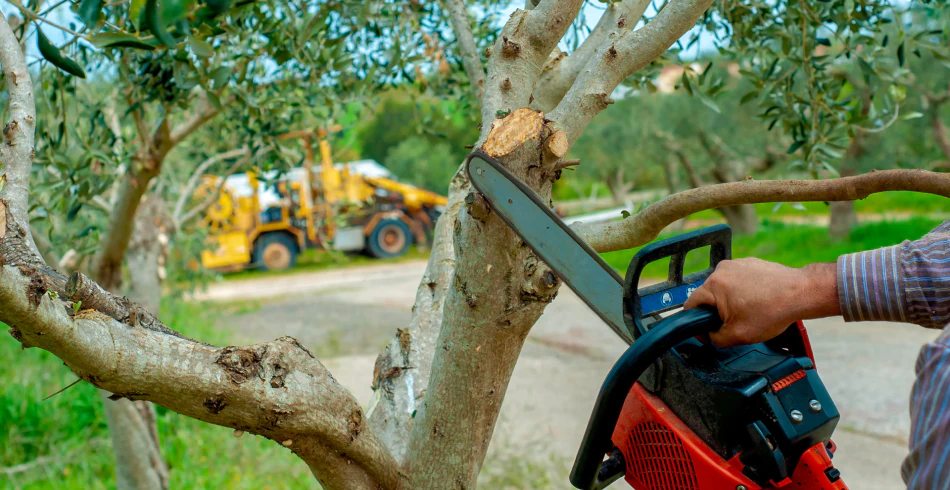 Tree Pruning Services Tree Pruning Services