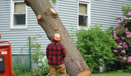 Tree Removal Services