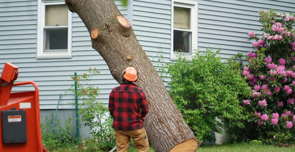 Tree Removal Services Tree Removal Services