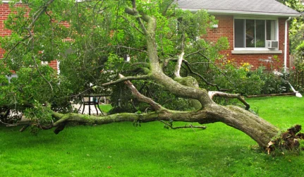 Tree Storm Cleanup Services
